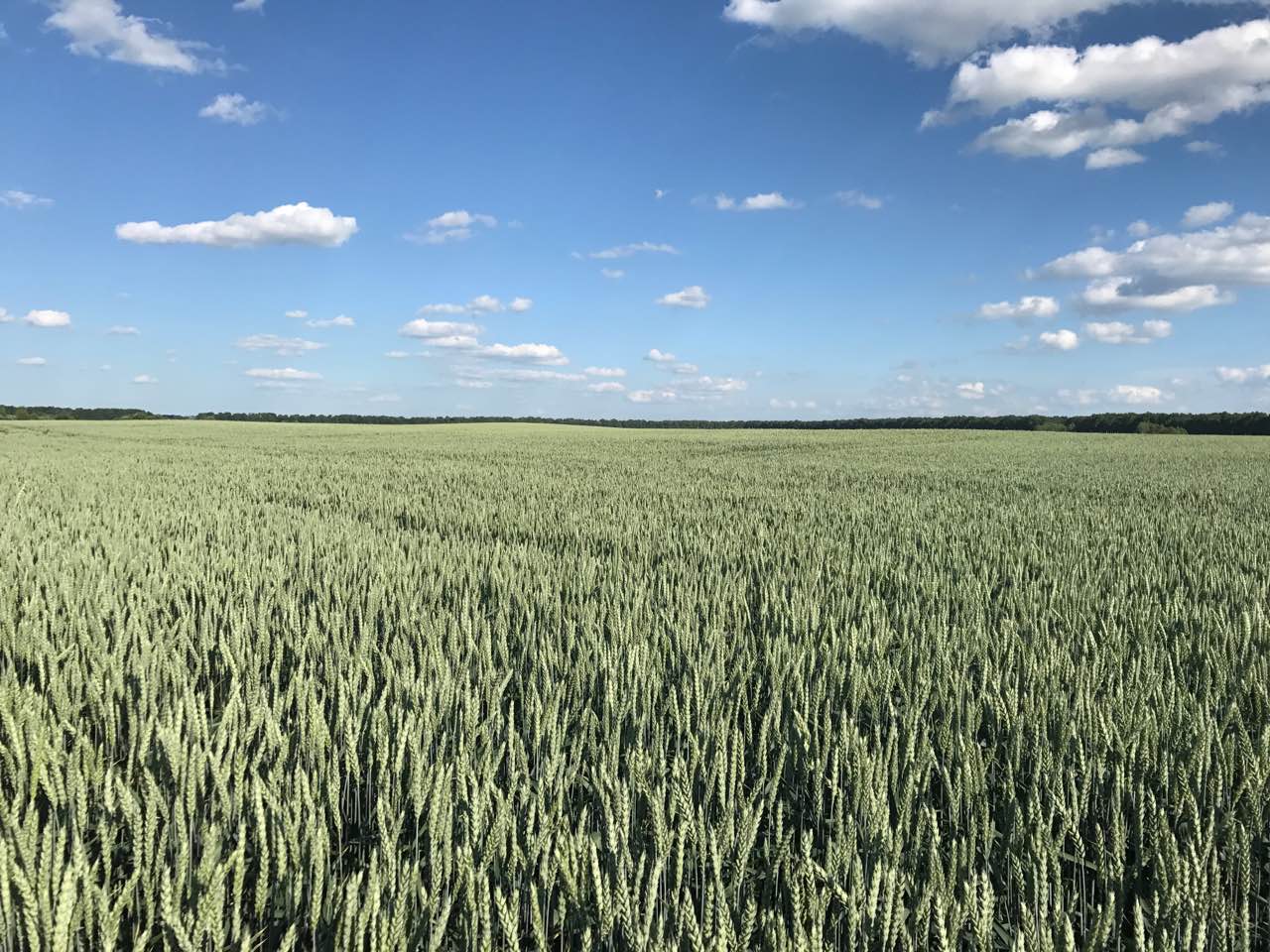 Пшениця ТОВ "Агроінвестконтакт"